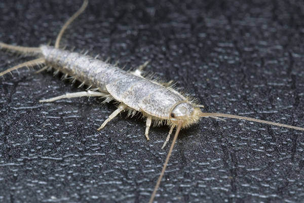 Silberfische vertreiben