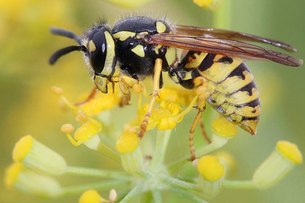 Wespen & Hornissen entfernen